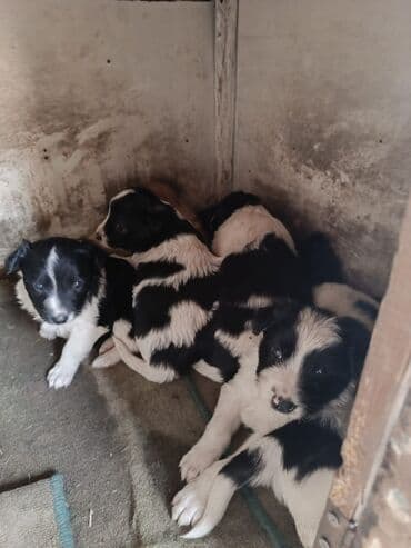 хаски щенок: Отдам щенят в добрые руки, щенкам 2 месяца, Отличные спутники и — 5