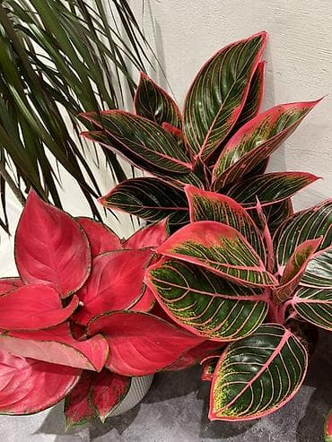 Замиокулькас (Долларовое дерево): По городу доставка бесплатно 🚗🪴 - Фикус Бенджамина вариегатный — 9