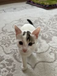 котенок токмок: Кошка даром: Беспородная, 3 месяца, Девочка, Приучена к лотку — 3