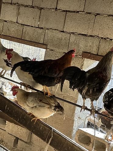 чөп сатылат: Сатам | Тооктор, Короздор | Үй, Кучинская | Союуга, Көбөйтүү үчүн, Жумуртка туудуруу үчүн — 1