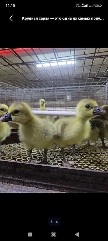 гусиный яйца: Молодняк гусей, порода крупная серая. Описание: - На фото гусята и — 1