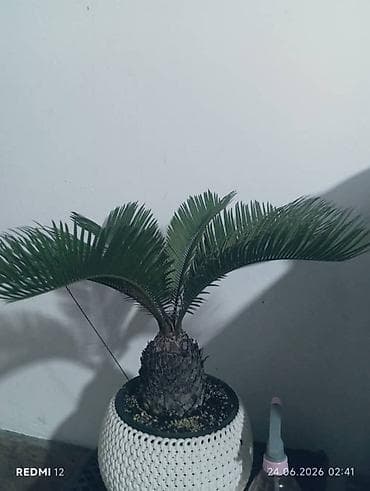 Пальмы: Саговник (Cycas revoluta) в декоративном кашпо. - Компактный — 2