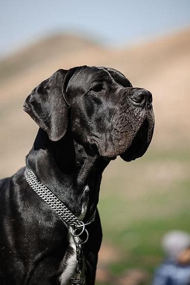 бульдога: 2 айлык, Эркек, Эмделген, Ит тегин тастыктоочу документ — 5