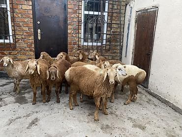 animal pack: Продаю | Ягненок | Для разведения — 1