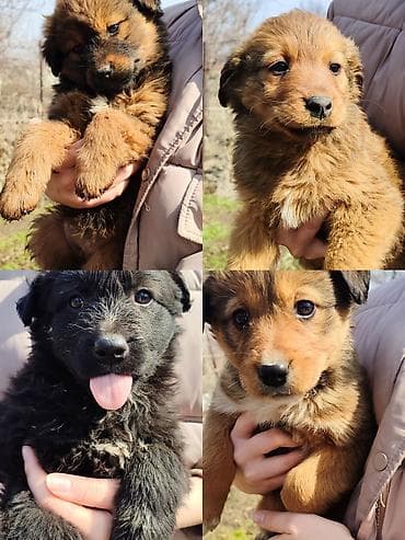 Ит бекер берем: Щенки смешанных пород - Возраст: примерно 1–2 месяца (по виду — — 1