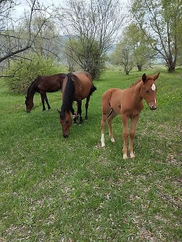 беде себем: Продаю | Кобыла (самка) | Полукровка | Для разведения | Племенные — 4