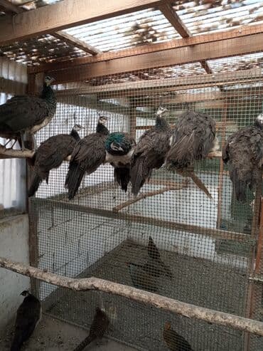 Собаки: Продаю подростков индийских павлинят этого года парами и по — 6