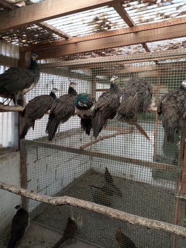 Грызуны: Продаю подростков индийских павлинят этого года парами и по — 2