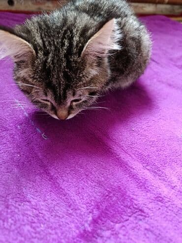 купить кошку бенгальскую: Котёнок, полосатый табби - Пушистый домашний котёнок с густой мягкой — 2