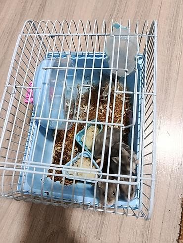 готовый курятник: Продаю джунгарских хомяков с клеткои Комплектация: - пластиковый — 8