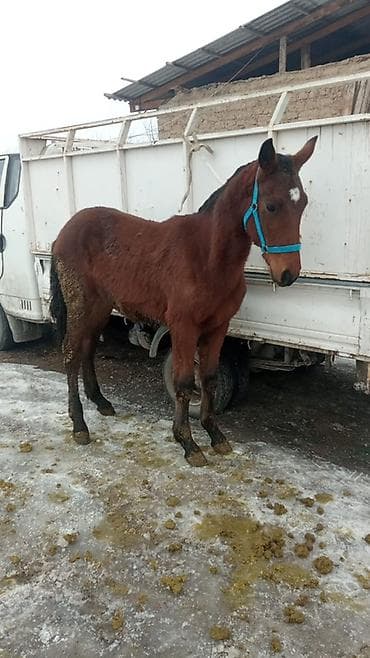 сколько стоит собака хаски: Продаю | Жеребенок — 2