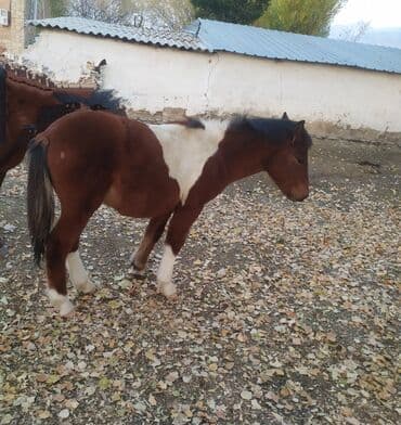 жеребая: Продаю | Жеребенок | Полукровка | Рабочий — 1