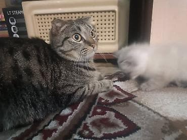 Продажа кошек: Продаются четверо котят смешанной породы на САМОВЫВОЗ. Мать котят — 1