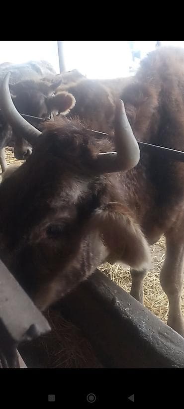 бурый щвиц: Продаю | Корова (самка) | Полукровка | Для разведения | После отела — 1