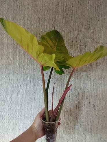 для растений: В продаже ❇️ Филодендрон Пинатифидум Марбл Нью Сплеш Вар — 2