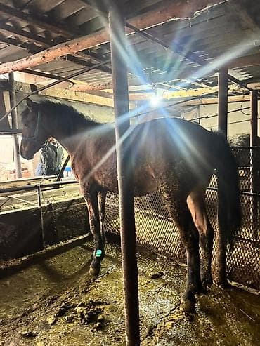 А/ч жаныбарларын сатам: Сатам | Жылкы (эркек) | Союуга — 3