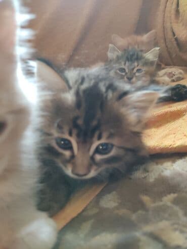 новорожденные котята: Котята домашние, пушистые, разного окраса: - дымчато-серые тигровые с — 3
