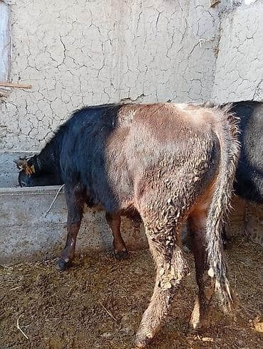 корова алатауская: Продаю | Бык (самец) | На откорм | Привязанные — 4