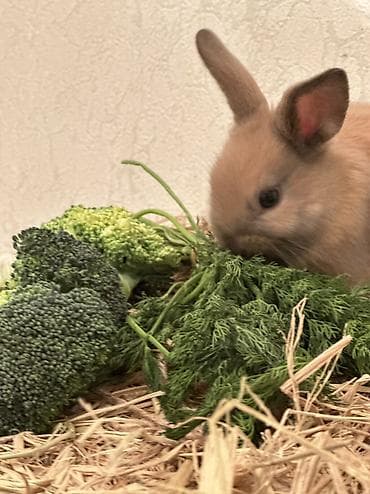 Остался один малыш🥰🐰😍 Миниатюрный декоративный кролик (окрас —