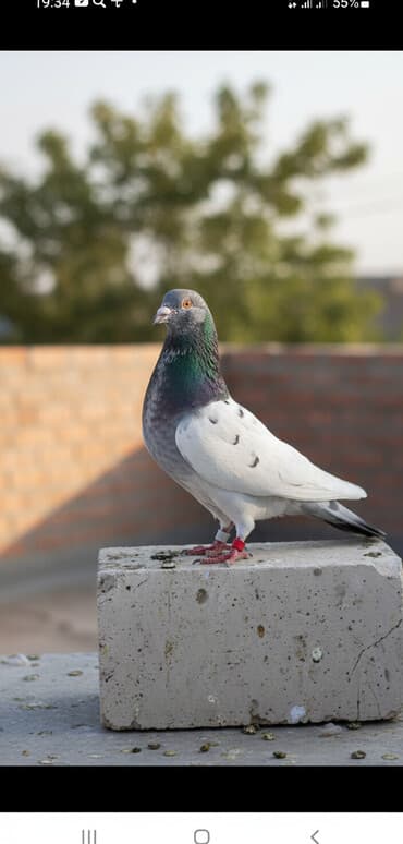 кой кыркыч: Продаю высокллетных Пакистанских голубей — 1
