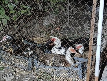 С/х животные и товары: Мускусные утки (индоутки), разнополые. На фото — группа взрослых птиц — 1