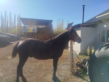 домик для кота: Сатам | Бээ (ургаачы) | Жумушка — 5