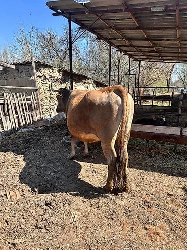 добрый корова: Продаю | Корова (самка) | Для молока | Привязанные — 2