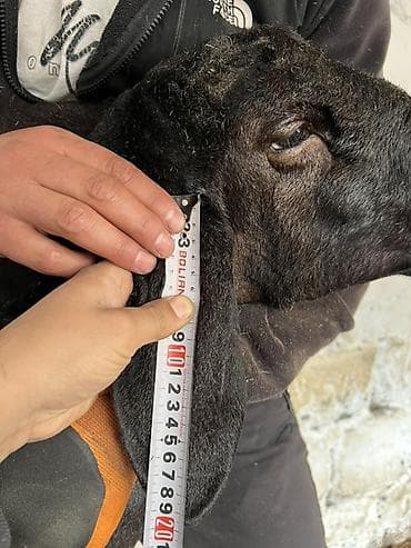 чика тай: Продаю | Баран (самец) | Эдильбаевская | Для разведения | Племенные — 7