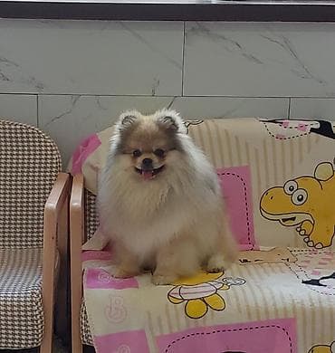 Продажа собак: Шпиц, 1 год, Самец, С прививкой — 3