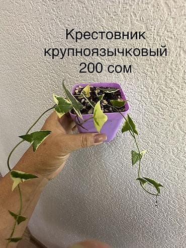 Алоказии: Укорененные черенки/отростки. Адрес 8 мкр — 8