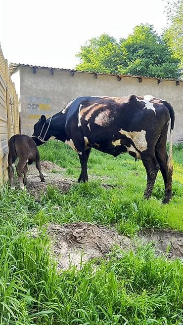 бычки сементал: Продаю | Корова (самка) | Для молока | После отела — 2