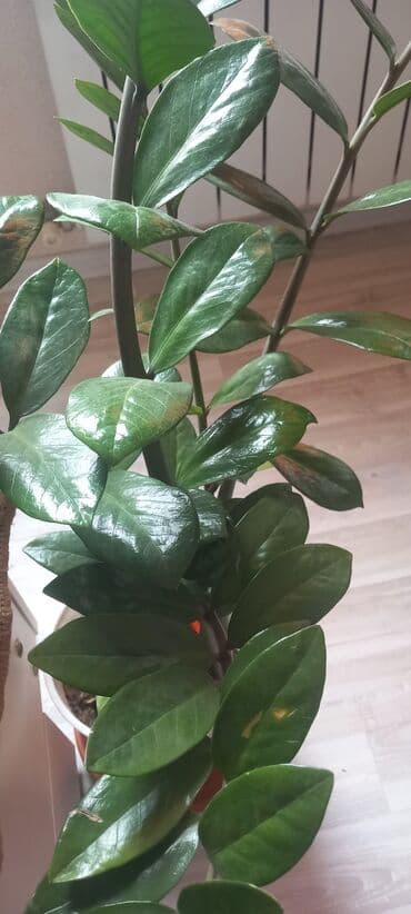 Фикусы: Продаю домашние цветы .Ухоженные здоровые .Район Vefa центра — 3