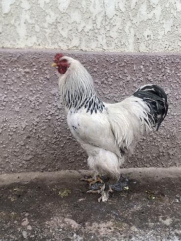 кури: Продаю | Куры, Инкубационные яйца | Брама | Для разведения — 2