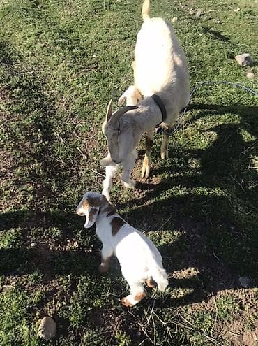 продаю кролов: Продаю | Коза (самка) | Полукровка | Для разведения, Для молока | Племенные, Котные, Осеменитель — 4