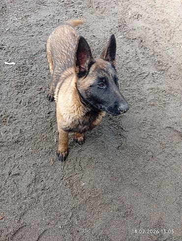 сколько стоит собака хатико: Щенок (порода не уточнена) с короткой шерстью рыже‑палевого оттенка и — 2