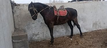 конь ат: Продаю | Конь (самец) | Рабочий | Племенные — 1