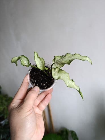 формочки для хлеба: Продаю. детки, черенки комнатных растений по 100 сом. Сциндапсус-пакет — 3