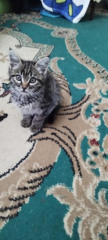 коша: Экзотическая, 2 месяца, Мальчик, Серый, Приучена к лотку — 2