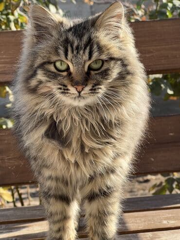 iphone 11 pro max новый: IPhone 13 Pro Max, Б/у, 128 ГБ, Sierra Blue, Защитное стекло, Чехол, Кабель, 83 % — 3