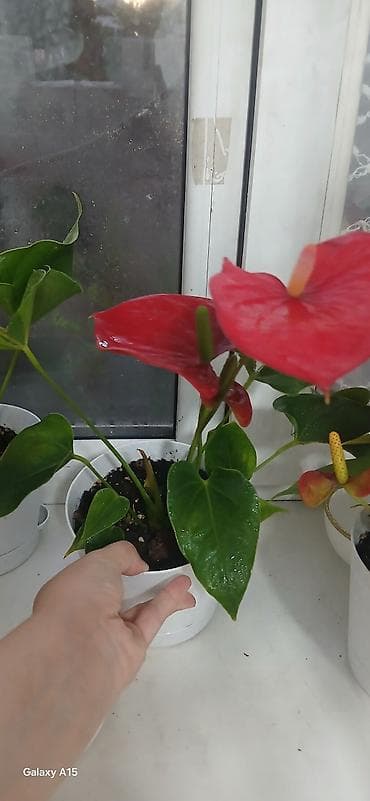 Антуриум (Anthurium andreanum) в горшке - Декоративный комнатный at lalafo.kg Антуриум (Anthurium andreanum) в горшке - Декоративный комнатный