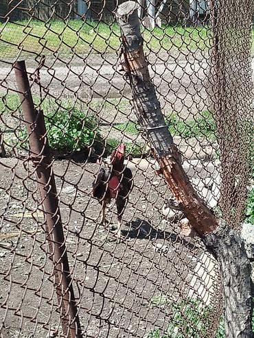 анти лай: Продаю | Петух | Бойцовая | Для разведения — 3