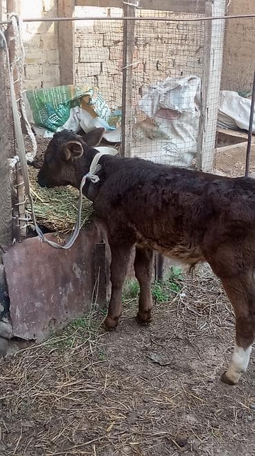 бульдог французский: Продаю | Бык (самец) — 2