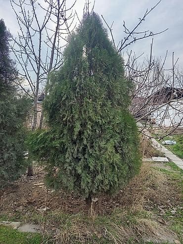 Уруктар жана көчөттөр: Туя западная (вероятно сорт типа Смарагд/Брабант), взрослые — 2