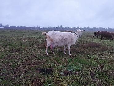 продаю дойную козу: Продаю | Коза (самка) | Зааненская | Для разведения, Для молока — 2