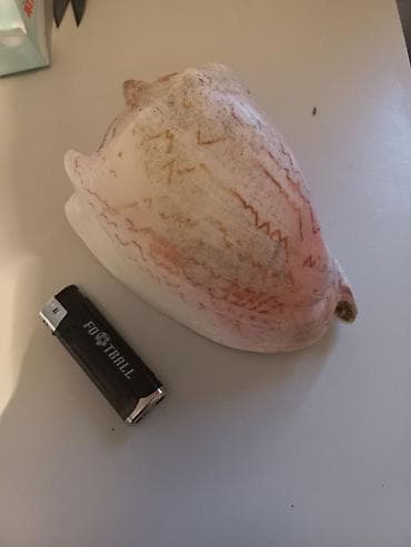 Ракушка большая