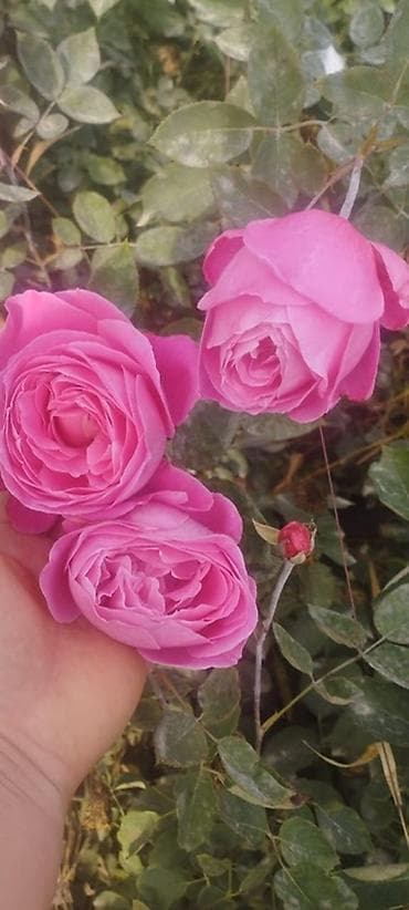 яблоки груши и сливы: Плодовые саженцы и розы для сада - Ассортимент: яблоня, груша, слива — 4