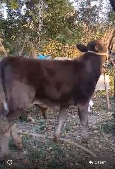 собаку в добрые руки: Продаю | Бык (самец) | Алатауская | На откорм | Привязанные — 15