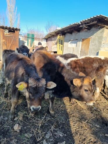 пол для коров: Продаю | Музоо, торпок | Полукровка | На откорм — 1