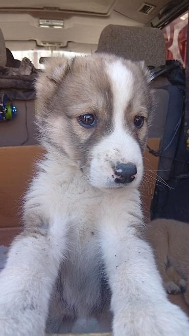 европейская овчарка цена: Срочно продается 1000 сом — 1