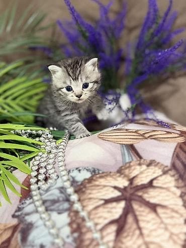 цена сиамской кошки: ❗️❗️❗️❗️Шотландские котята с вислоухими ушками (Scottish Fold) и с — 4